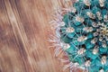 Closeup cactus stem with sharp spines, top view. Areoles green cactus with prickles, flat lay. Royalty Free Stock Photo
