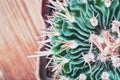 Closeup cactus stem showing sharp spines, top view. Areoles cactus with prickles, flat lay. Royalty Free Stock Photo