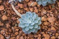 Close up Cactus stone rose in desert garden Royalty Free Stock Photo