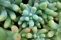 Close-up cactus, succulent, green plants background. Royalty Free Stock Photo