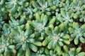 Close-up cactus, succulent, green plants background. Royalty Free Stock Photo