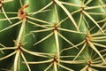 Cactus plant close up in a succulent garden Royalty Free Stock Photo