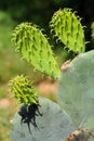 Cactus plants close up in a succulent garden Royalty Free Stock Photo