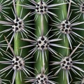 Close-up of a cactus surface showcasing sharp spines arranged radially around areole Royalty Free Stock Photo