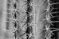 Close up of cactus thorn in black and white Royalty Free Stock Photo