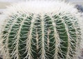 Close up of cactus to show detail of spiky.
