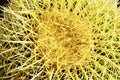 Golden Barrel Cactus in Nevada Cactus Nursery