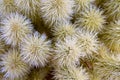 Indigenous Cactus in Nevada Cactus Nursery