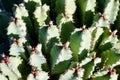 Indoor/Outdoor Flowering Cactus in Nevada Cactus Nursery