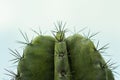 A close up of a cactus with the top of the stem with sharp thorns