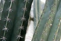 Close up Cactus trunk with thorn nature abstract background