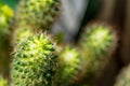 Close up of Cactus in the vase with blurred green background. Cactus thorns macro