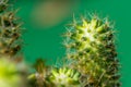 Close up of Cactus in the vase with blurred green background. Cactus thorns macro