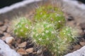 Cactus in white flower pot Royalty Free Stock Photo