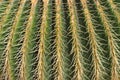 Close up of cactus with yellow needles