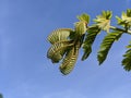 Close-up of caesalpiniaceae plant with blue sky on background Royalty Free Stock Photo