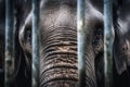 Close up of caged elephant behind bars