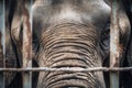 Close up of caged elephant behind bars