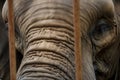 Close up of caged elephant behind bars