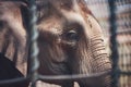 Close up of caged elephant behind bars