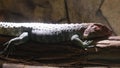 Close-up of a caiman lizard on a tree branch, a reptile in a dark terrarium