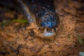 Close up of a caiman mouth in the muddy water on the bank of the Cuyabeno River, Cuyabeno Wildlife Reserve, Ecuador Royalty Free Stock Photo