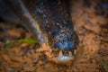 Close up of a caiman mouth in the muddy water on the bank of the Cuyabeno River, Cuyabeno Wildlife Reserve, Ecuador Royalty Free Stock Photo