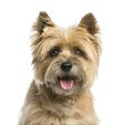 Close-up of a Cairn terrier Royalty Free Stock Photo