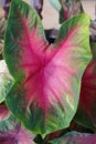 close up caladium bi color leaves Royalty Free Stock Photo