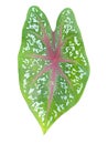 close up of a Caladium bicolor leaf on white background Royalty Free Stock Photo