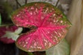 Close up Caladium bicolor plant in garden. Royalty Free Stock Photo