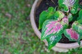 Close-up Of Caladium bicolor or Queen of the leafy plants in a plastic potted