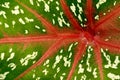 A close-up of a Caladium leaf (Caladium bicolor), with bold red veins running through its vibrant green surface. Royalty Free Stock Photo