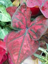 Close up of Caladium Red Festivia leaf Royalty Free Stock Photo