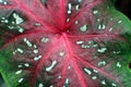 Close Up of a Red, Green and White Caladium Leaf Royalty Free Stock Photo