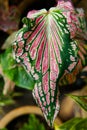 close up caladium thai Royalty Free Stock Photo