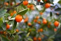 Close up of a Calamondin Citrofortunella Macrocarpa Citrus tree orange with blurry fruits and leaves in the background Royalty Free Stock Photo