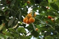 Close up of orange and green Calamondin Oranges ripening on the branches of a tree Royalty Free Stock Photo