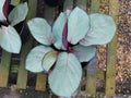 Calathea Ctenanthe Flowers