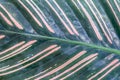 Calathea cv. Sanderiana leaf plant natural texture green pink background Royalty Free Stock Photo