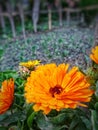 Close up of calendula officinalis flowers. Common pot marigold, ruddles or Scotch marigold in garden partiality blurred.