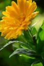 Close up of Calendula Officinalis Pot Marigold Flowers in the Garden on a Sunny Day by Maria Rutkovska Royalty Free Stock Photo