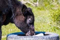 Close up of calf licking a block a salt