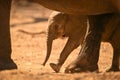 Close-up of calf walking behind African elephant Royalty Free Stock Photo