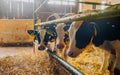 Calfs in livestock farm barn Royalty Free Stock Photo