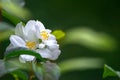 Calgary spring white flower on a green background