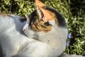 Close up of Calico Cat looking to lef Royalty Free Stock Photo