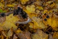 Close-up of a Calico cat in a pile of autumn fallen yellow maple leaves