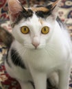 A Close Up of a Calico Cat