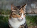 Calico cat with with tabby markings - tri-color cat with orange, grey and white stripes and blotches with beautiful